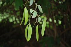 Hardwickia binata